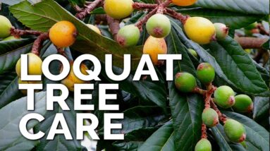 How to Grow Loquat Trees and Get a TON of Fruit