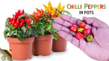 HOW TO GROW LOTS OF CHILLI PEPPERS | GROWING CHILLI PEPPERS IN POTS