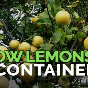 How to Grow Meyer Lemons in Containers Pt. 1