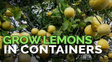 How to Grow Meyer Lemons in Containers Pt. 1