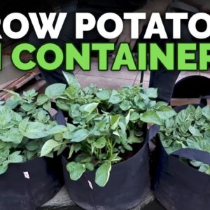 How to Grow Potatoes in Containers: Hilling Up Process Explained