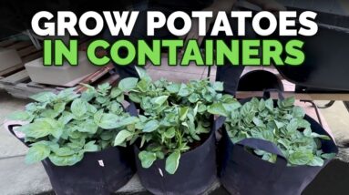 How to Grow Potatoes in Containers: Hilling Up Process Explained
