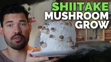 How to Grow Shiitake Mushrooms (Recipe Included!)