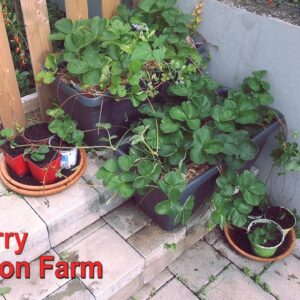 How To Grow Strawberry Plants For Free