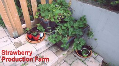 How To Grow Strawberry Plants For Free