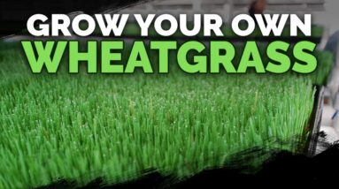How To Grow Wheatgrass DIRT Cheap (+ Wheatgrass Juice Recipe)