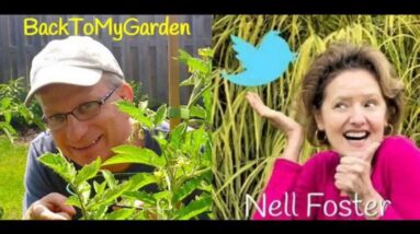 How To Keep Your Plants Happy with Nell Foster