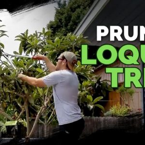How to Prune a Loquat Tree + Fall 2018 Garden Plans 🌴