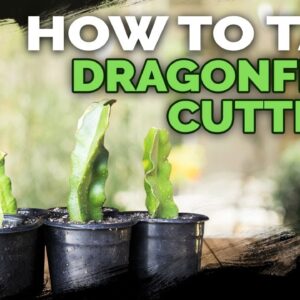 How to Take Dragonfruit Cuttings ✂️🐉