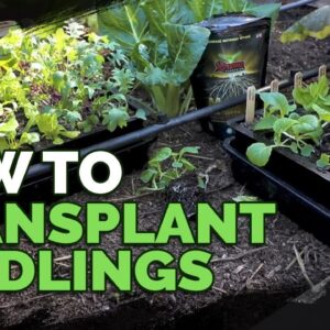 How to Transplant Seedlings: My High-Density Method