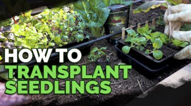 How to Transplant Seedlings: My High-Density Method