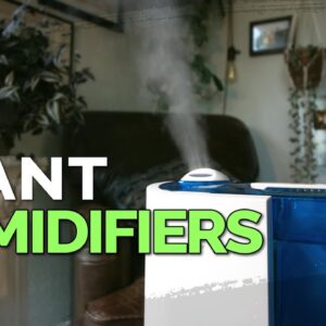 How to Use a Humidifier for Your Houseplants 💦🌱
