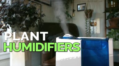 How to Use a Humidifier for Your Houseplants 💦🌱