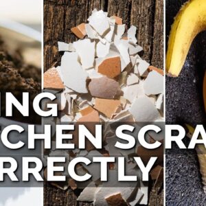 How to Use Eggshells, Banana Peels, and Coffee Grounds in the Garden