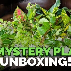 I Bought 19 Mystery Houseplants for $77.91! 🌱🤯