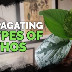 Propagating 3 Types of Pothos via Water Cuttings (Foolproof Method) 🌱
