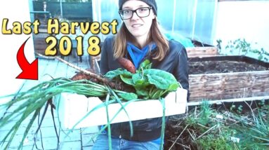 Last harvest of the year 2018