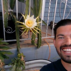 LIVE Dragonfruit Bloom and Gardening Q&A!