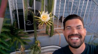 LIVE Dragonfruit Bloom and Gardening Q&A!