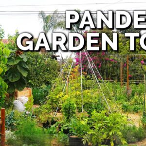He Built This Garden from SCRATCH in a Year for ~$1000 🤯 | Touring My Assistant's Garden