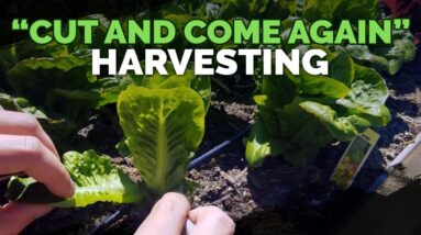 Maximize Harvesting Lettuce With The Cut and Come Again Method