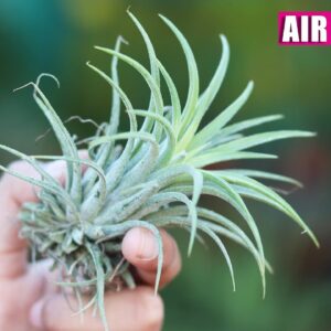 MEET AIR PLANTS WHICH SURVIVE ON AIR NOT SOIL | TILLANDSIA CARE TIPS