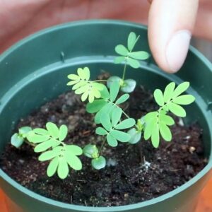 Mimosa Pudica (Shy Plant) Moves When You Touch It! | Full Grow Guide