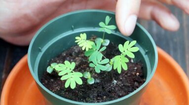 Mimosa Pudica (Shy Plant) Moves When You Touch It! | Full Grow Guide