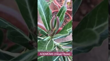 Multiply Adenium Plants Easily