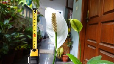 MY PEACE LILIES – SIZE OF LEAVES AND SPADIX #Shorts