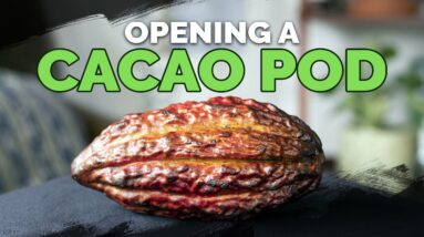 Opening And Tasting a RAW Cacao Pod! 🍫