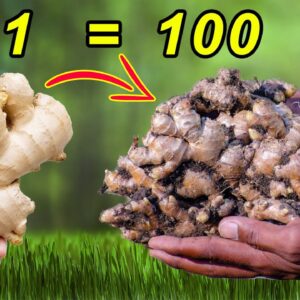 HOW TO GROW GINGER FROM GINGER AT HOME | 🥕 FOOD GARDENING EP-1