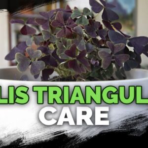 Oxalis Triangularis Care (Purple Shamrock): A Houseplant You Can Eat