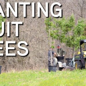 Planting Fruit Trees | Things To Consider And Avoid
