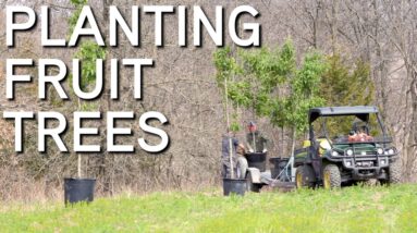Planting Fruit Trees | Things To Consider And Avoid