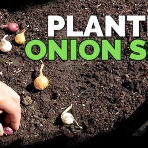 Planting Onion Sets: What to Watch Out For