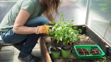 Planting Tomatoes in my Greenhouse
