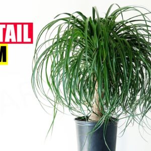 PONYTAIL PALM IS NOT A PALM! | GROWING PONYTAIL WITH IMPORTANT CARE TIPS