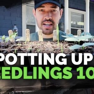 Potting Up Seedlings 101: Easy Seed Starting Tip!