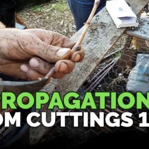 Propagating From Cuttings 101