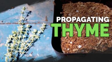 Propagating Thyme: My Dirt-Simple Method For Success