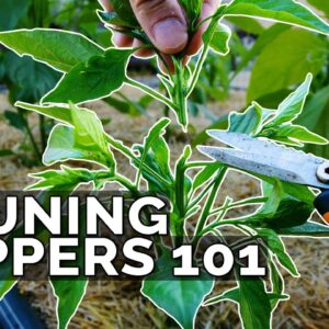 Pruning Pepper Plants 101: Is It Even Necessary?