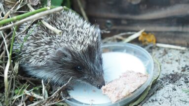 Rescue of a young hedgehog