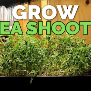 How to Grow Delicious Pea Shoots and Sprouts From Start to Finish 🌱