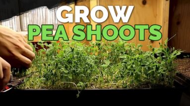 How to Grow Delicious Pea Shoots and Sprouts From Start to Finish 🌱