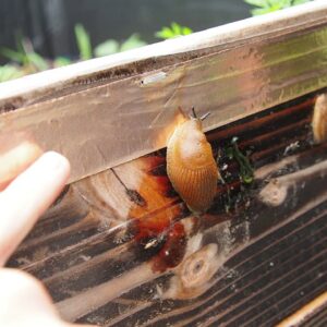 Is Copper Tape effective against snails and slugs (let's do an experiment)