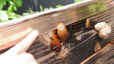 Is Copper Tape effective against snails and slugs (let's do an experiment)