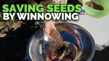 Saving Seeds Using the Ancient Winnowing Technique