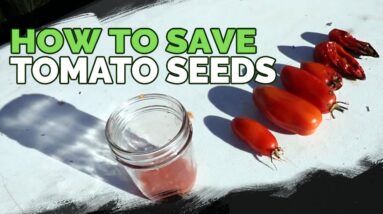 Saving Tomato Seeds by Fermenting Them (Never Buy Tomato Seeds Again)