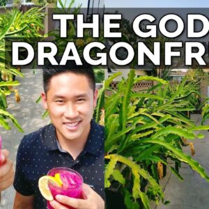 Secret Dragon Fruit Care Tips From a Master Dragon Fruit Grower